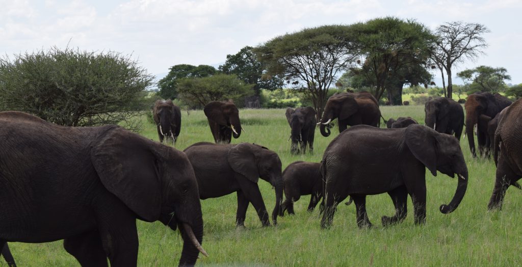 Elephants