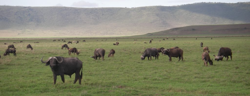 Ngorongoro